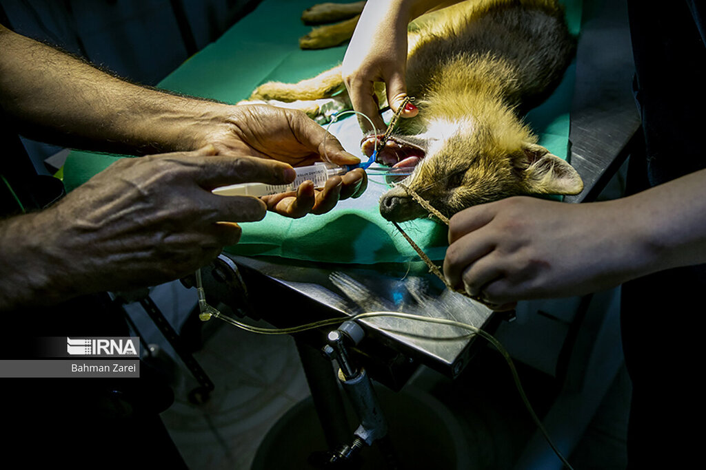 درمان یک شغال در بیمارستان حیوانات کرمانشاه