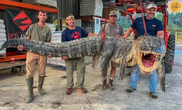 شکار یک تمساح عظیم‌الجثه در می‌سی‌سی‌پی